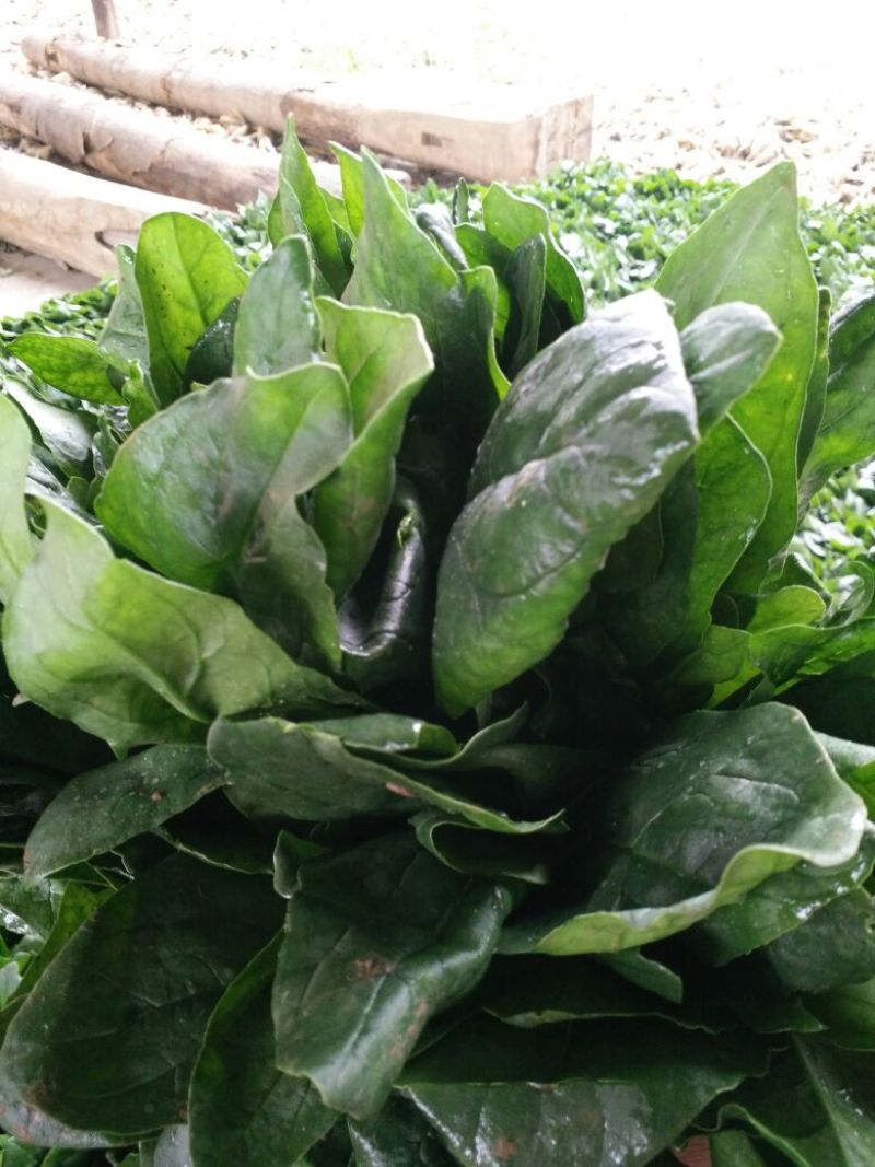 越冬菠菜30~35厘米
