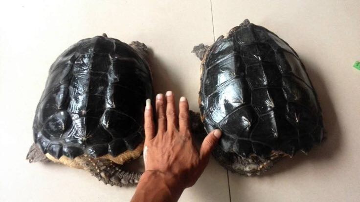 拟鳄龟 2斤以上批发_张佳封供应_一亩田农业网