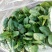 大叶菠菜35~40厘米
