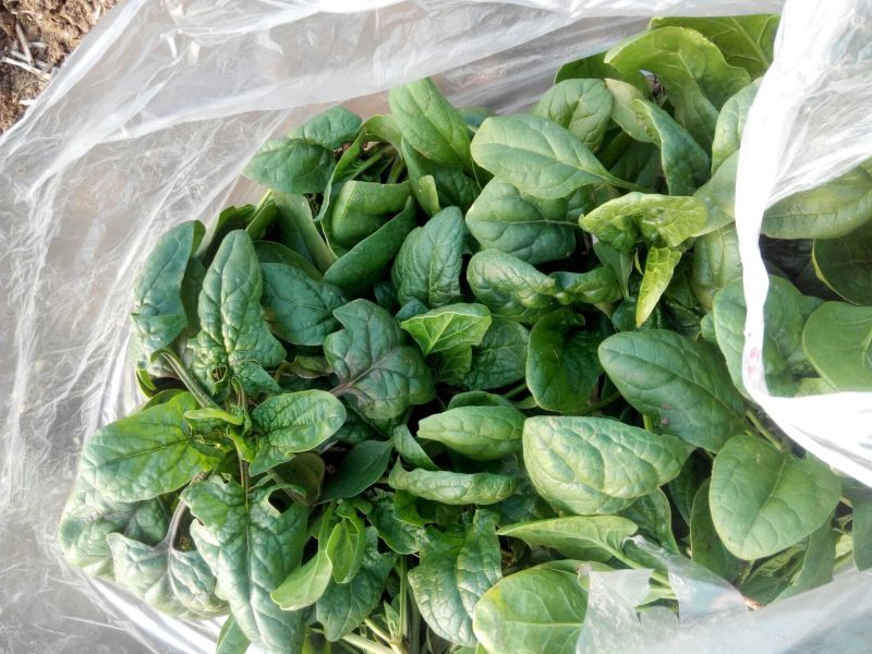 大叶菠菜35~40厘米