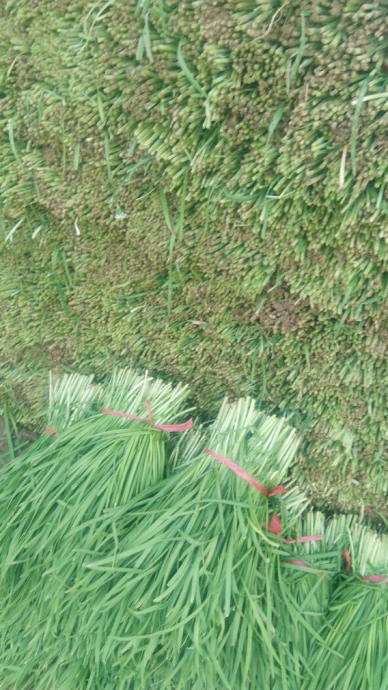 大叶韭菜头茬