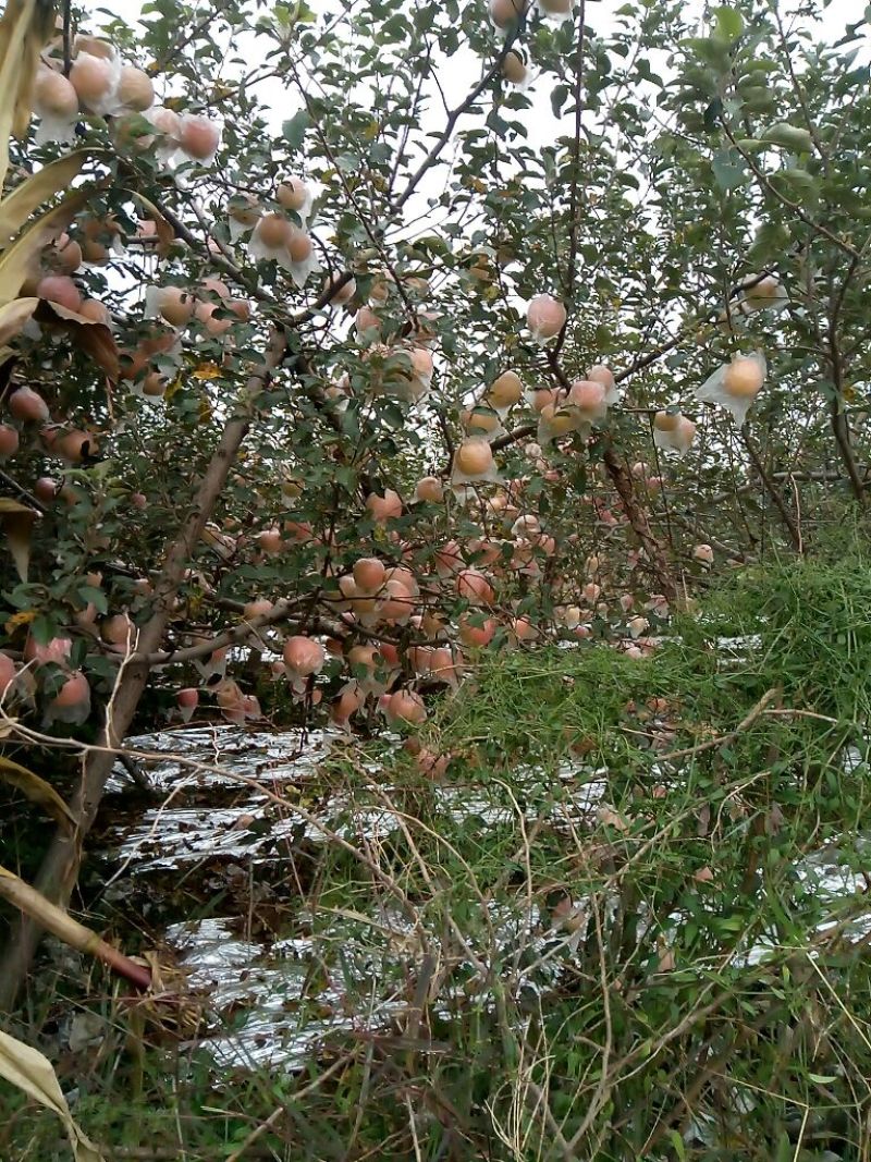 红富士苹果75mm以上纸+膜袋