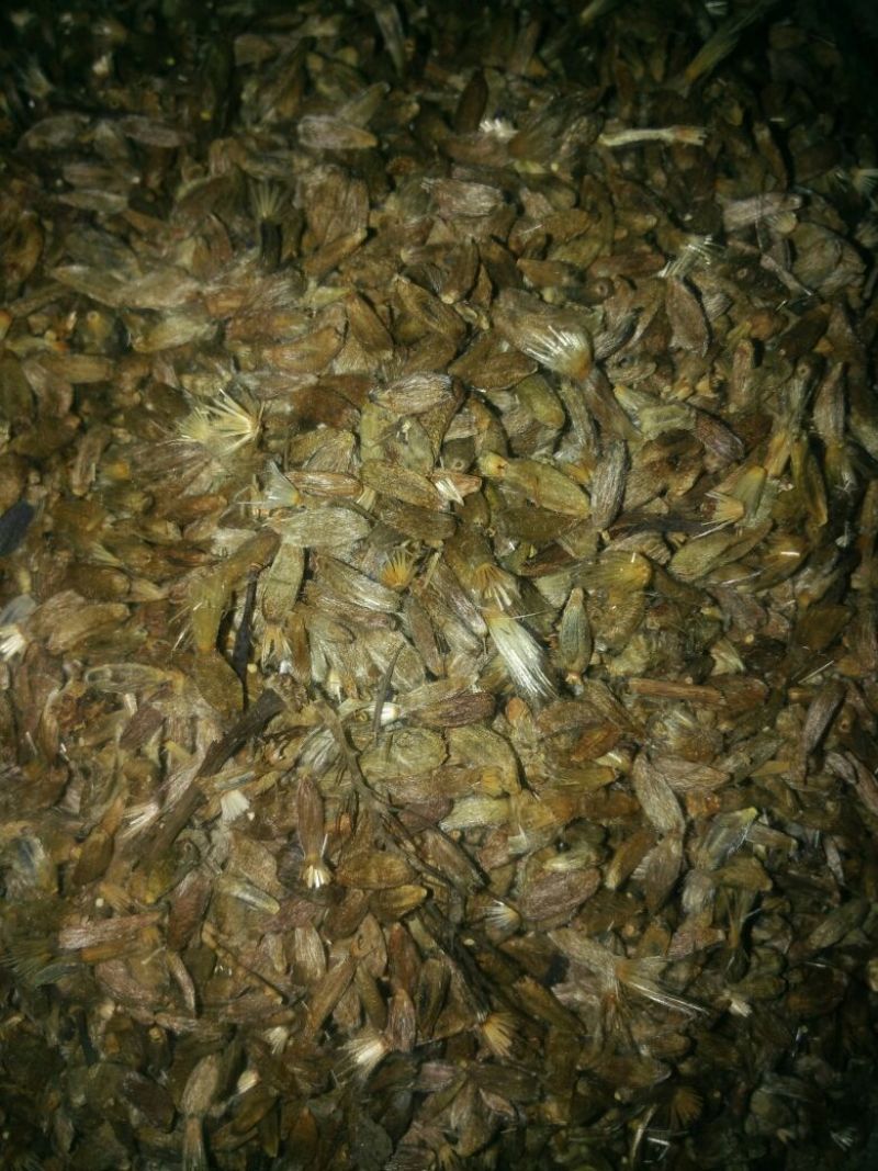 白术种子98%以上