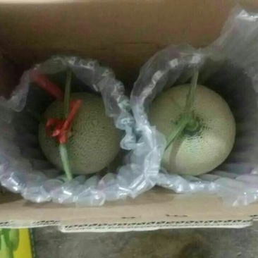 网纹瓜5斤以上椭圆形