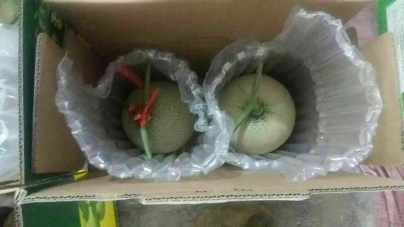 网纹瓜5斤以上椭圆形