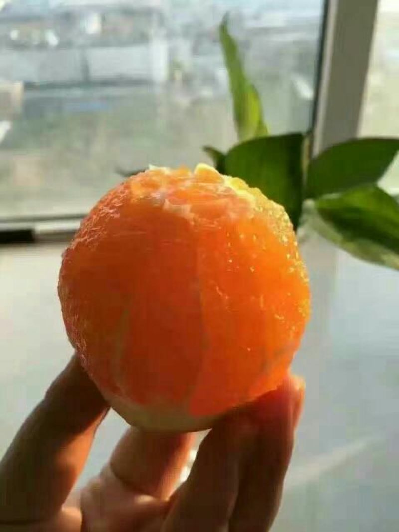 二月红脐橙橙子柑橘产地直销保质保量欢迎订购