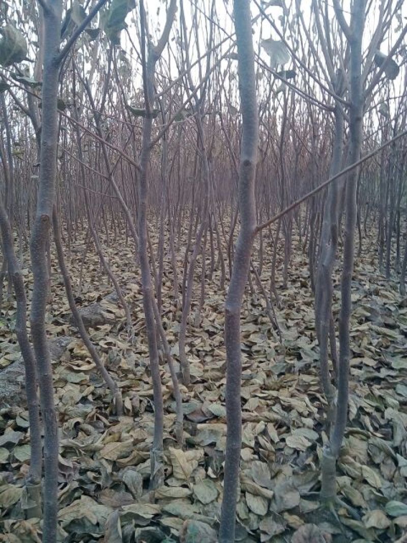 柿子树苗100~150cm
