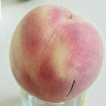红不软桃树苗80cm以上