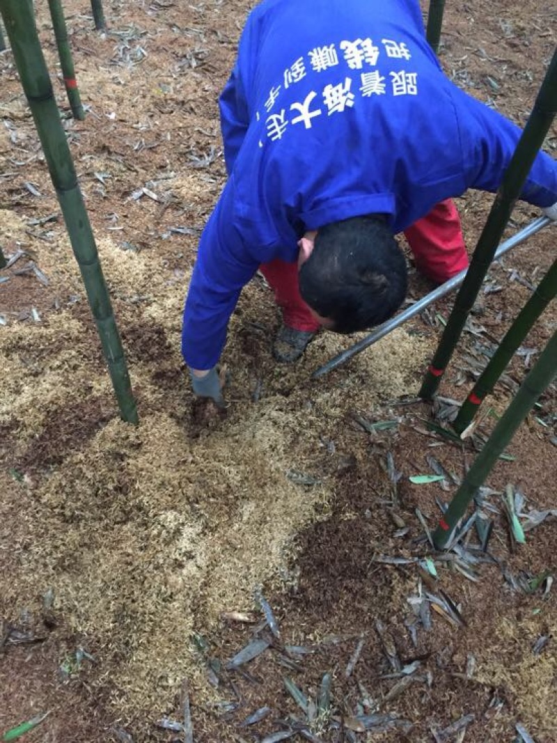 水煮笋