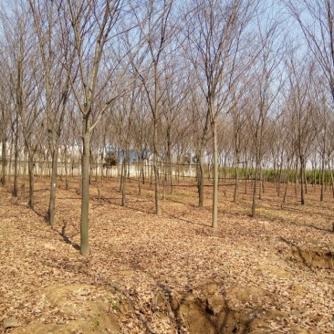 江苏榉树价格苗圃规格齐全无中介