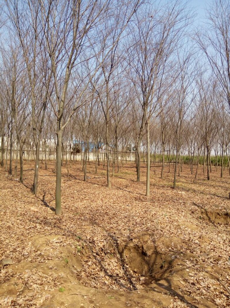 江苏榉树价格苗圃规格齐全无中介