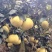 红心蜜柚1.5斤起果皮细腻个头均匀货源充足支持产地直发