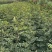 花椒树