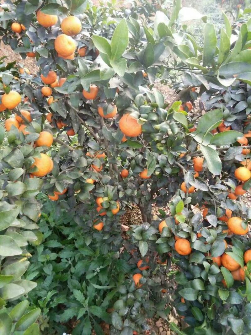 广西桂林正宗沙糖桔，皮薄化渣，萍姐诚信代办
