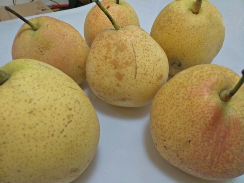 红梨200~250g纸箱