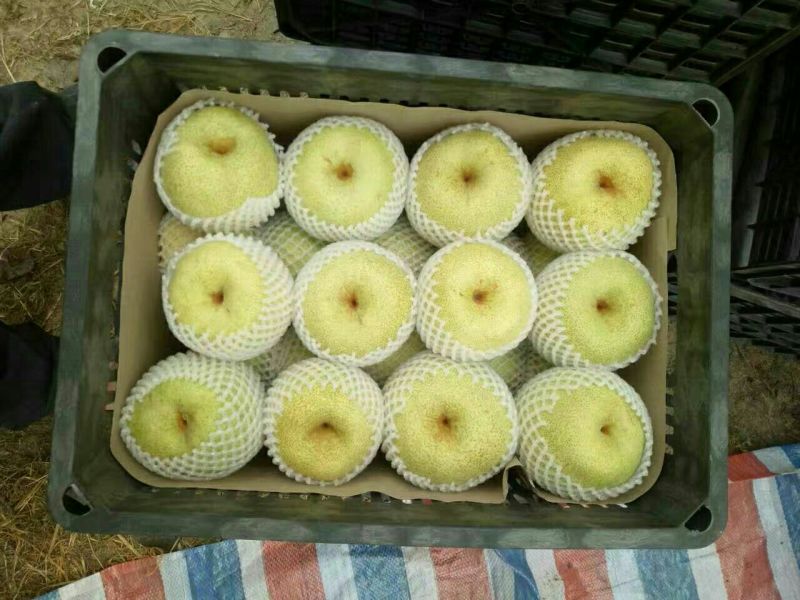 砀山梨200~250g光果