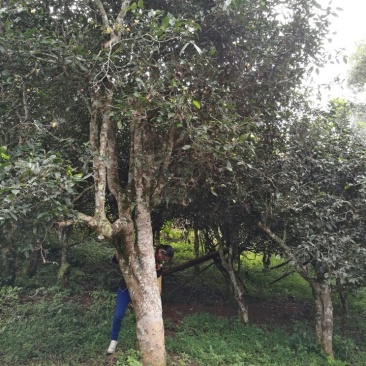 古树茶特级