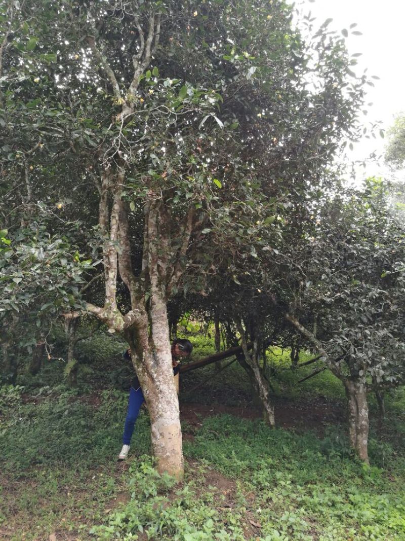 古树茶特级