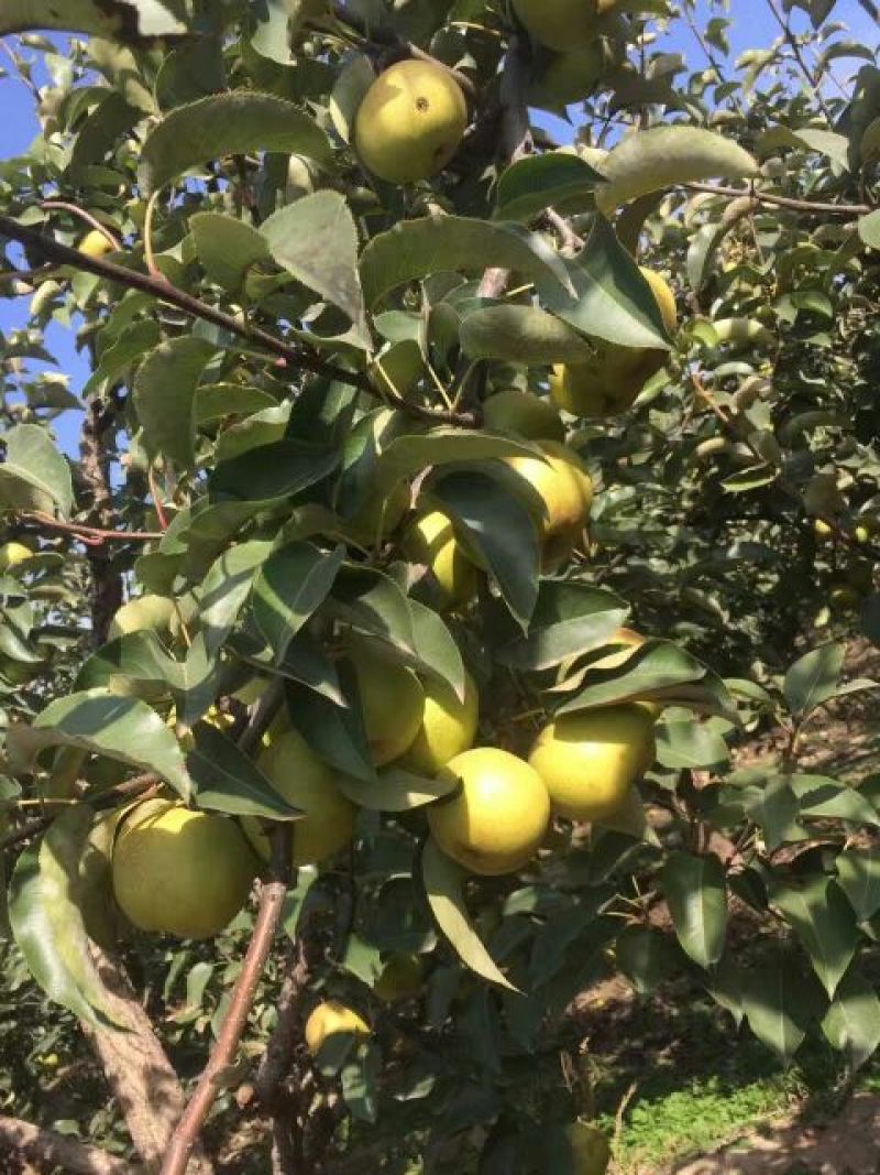 苹果梨200~250g纸箱