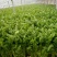法国皇后芹菜50cm以上