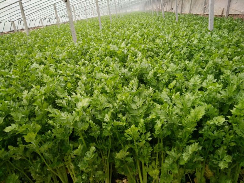 法国皇后芹菜50cm以上