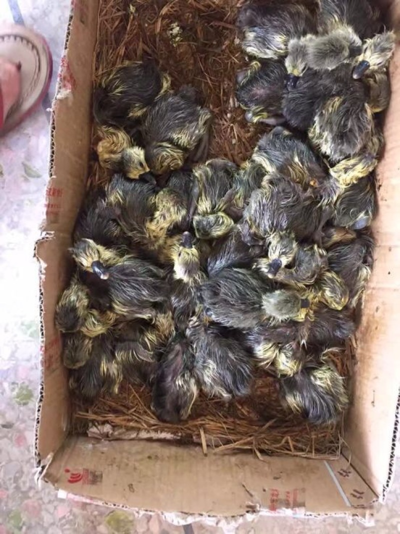 狮头鹅苗
