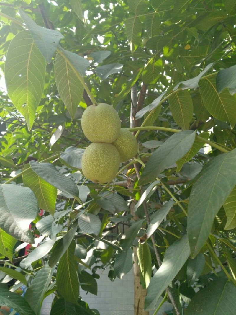 核桃去皮干