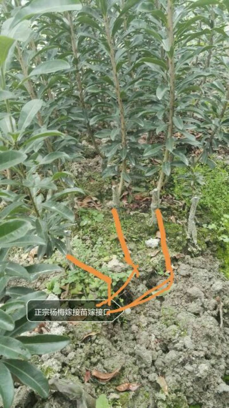 包邮台梅王子安海杨梅苗优质大果早熟提供种植技术