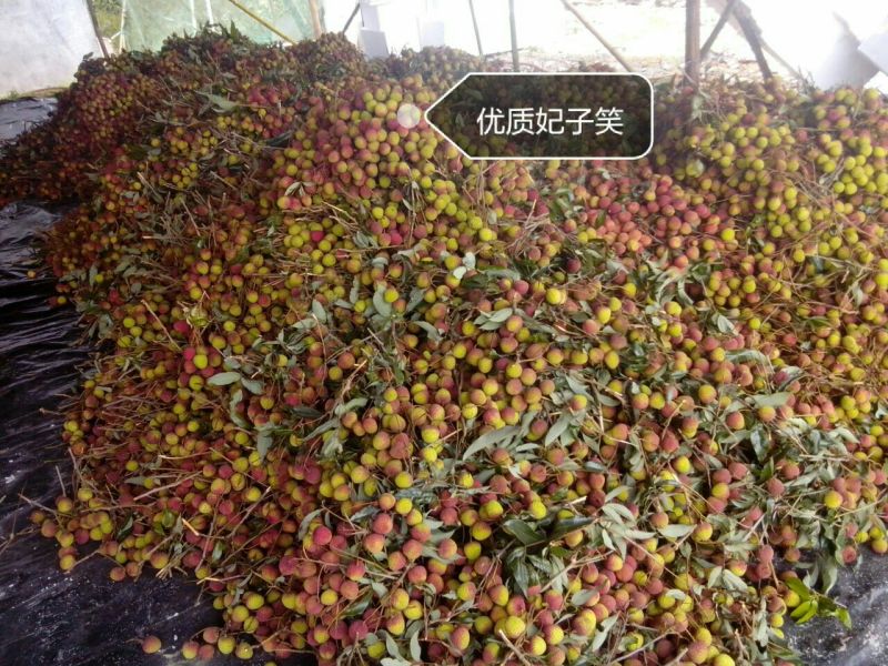 白糖罂荔枝直径2.5cm以上