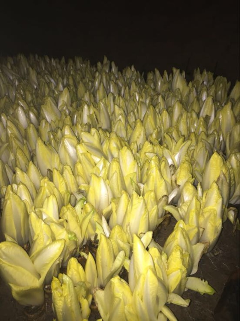 菊苣