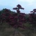 红花继木桩湖南红花继木桩10一50公分基地直销
