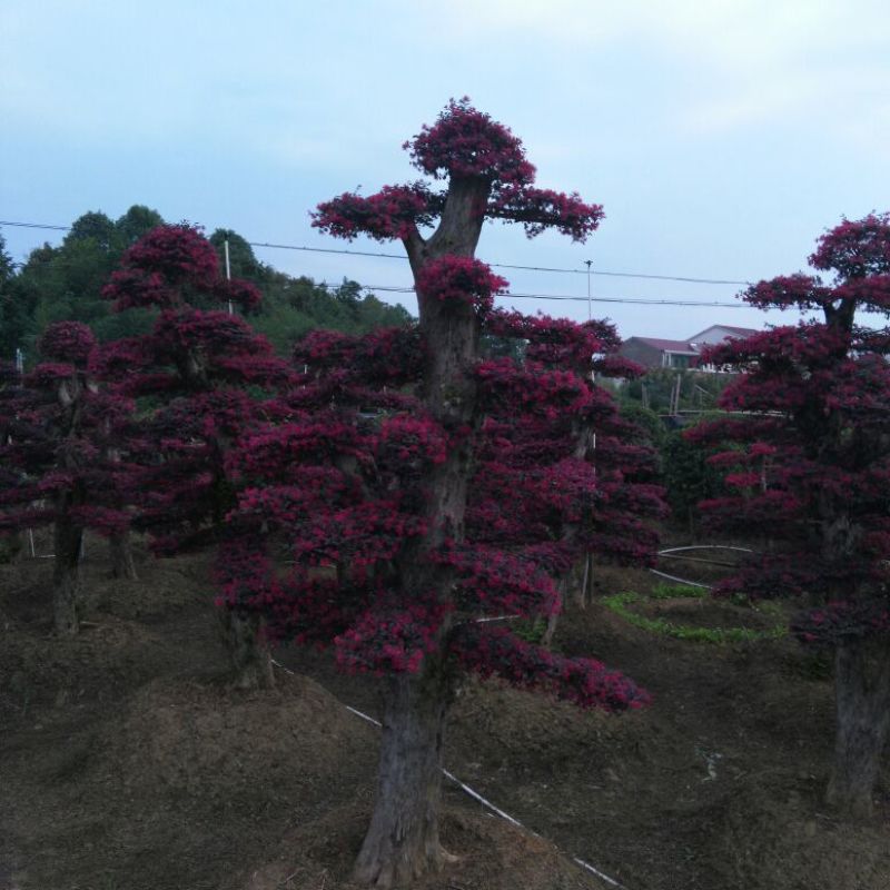 红花继木桩湖南红花继木桩10一50公分基地直销