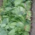 全能菠菜15~20厘米