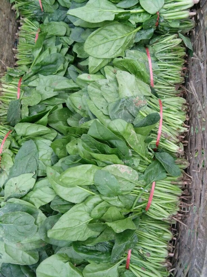 全能菠菜15~20厘米