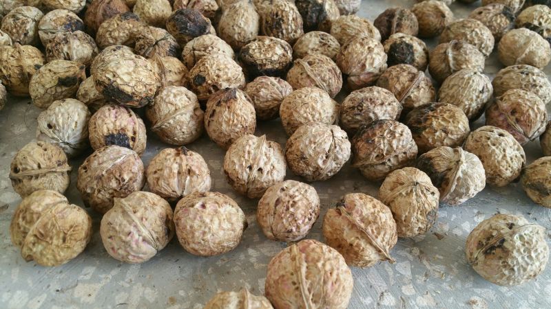 大泡核桃去皮