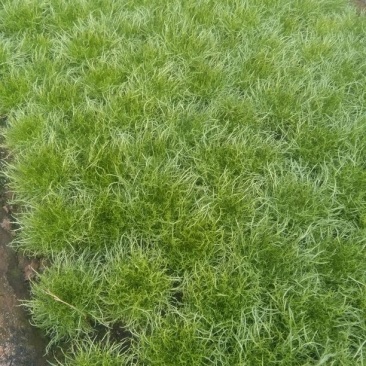 苦菊12~15cm