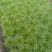 苦菊12~15cm