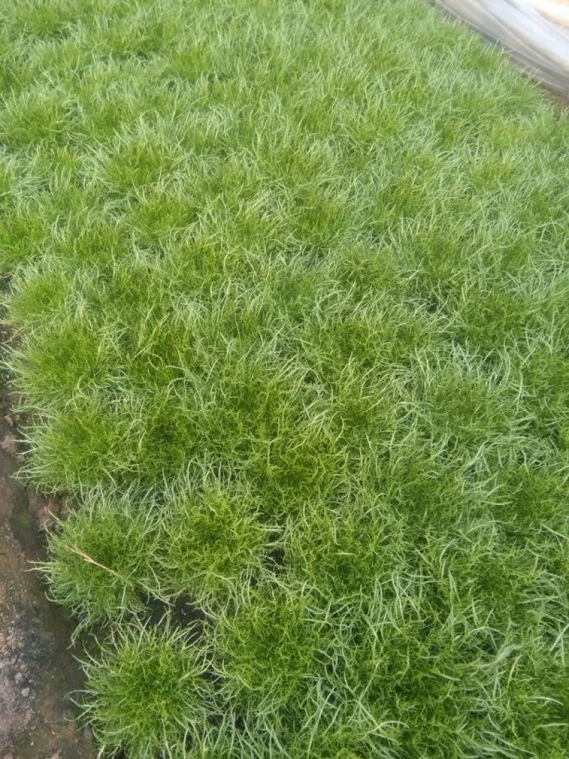 苦菊12~15cm