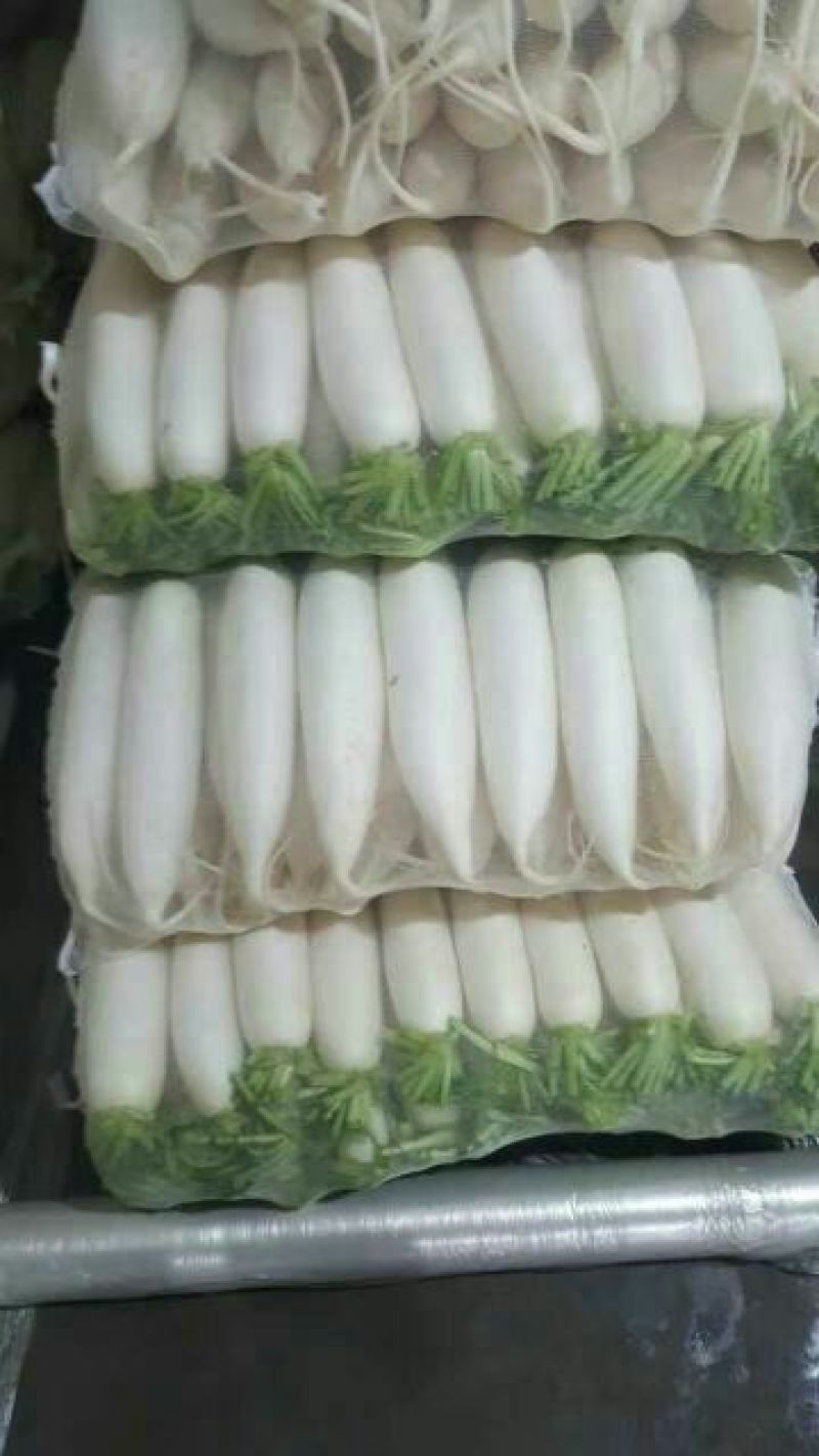 萝卜1.5~2斤起，**的精品