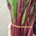 红菜苔小叶亮红～西蓝花量大苔红梗粗，可打泡沫箱