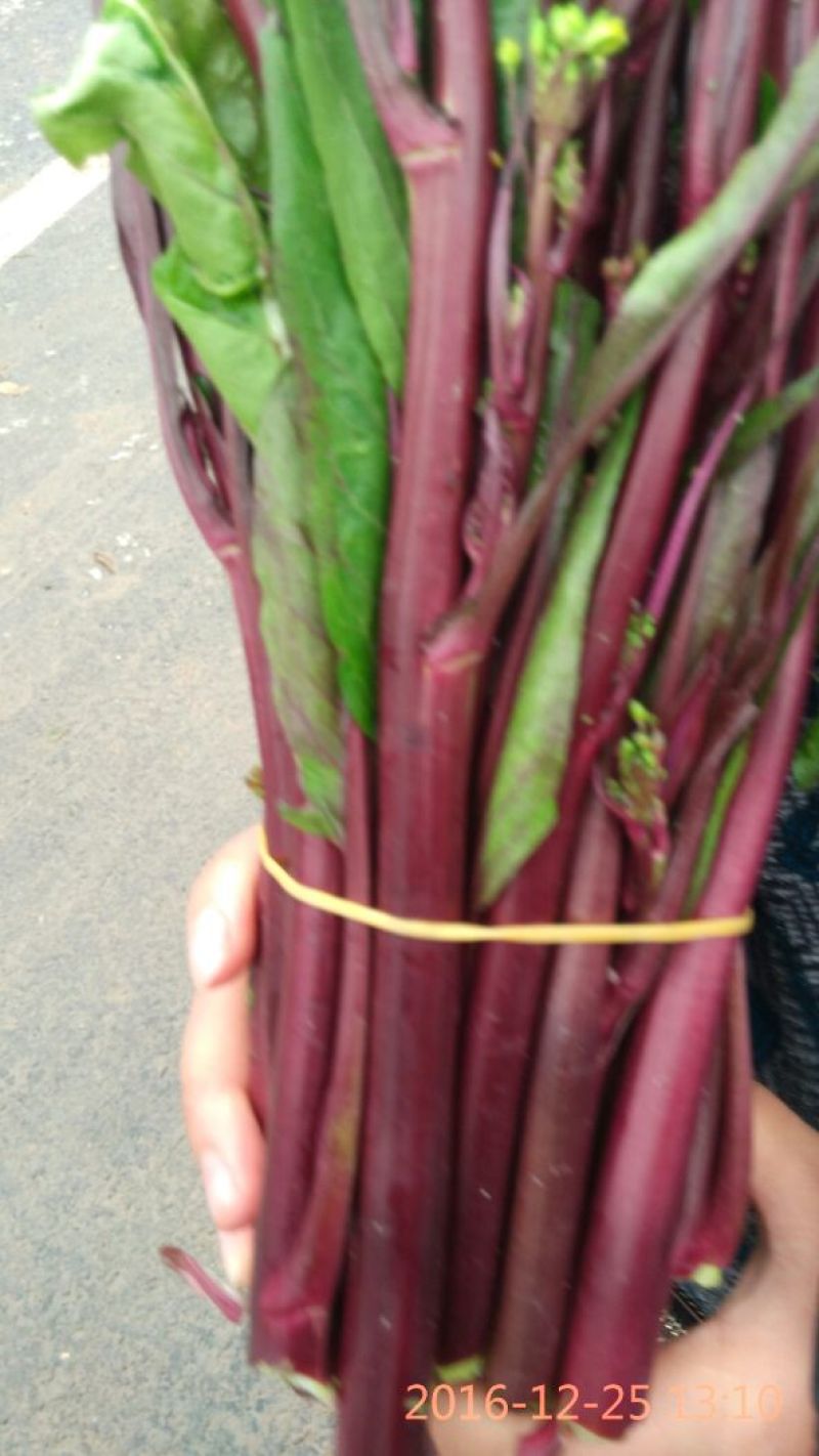 红菜苔小叶亮红～西蓝花量大苔红梗粗，可打泡沫箱