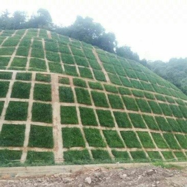马尼拉草坪