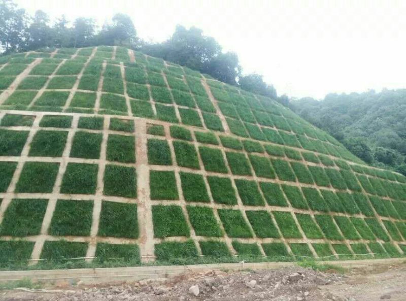 马尼拉草坪