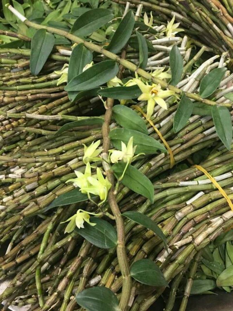 铁皮石斛鲜条雁荡山原产地