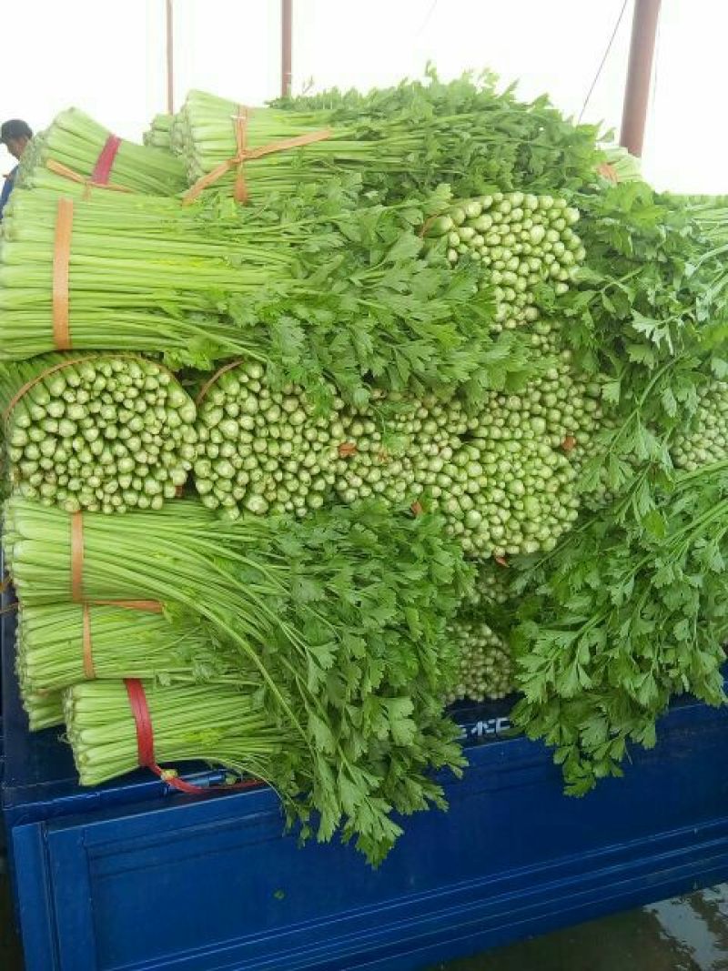西芹55cm以上精品西芹