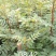 花椒苗1~2年