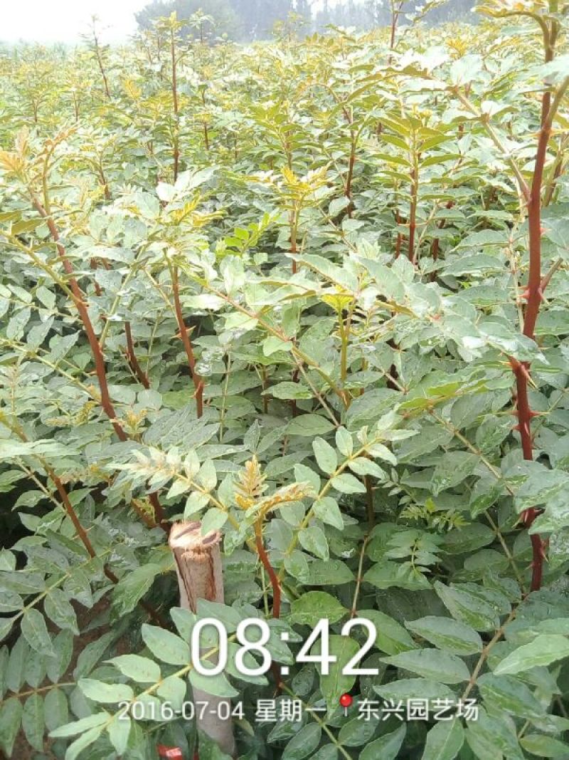 花椒苗1~2年