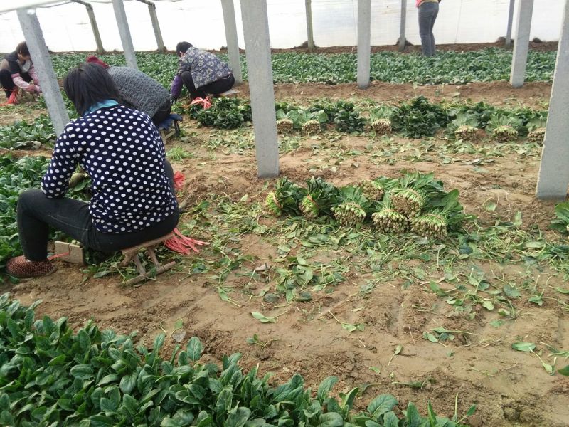大叶菠菜20~25厘米