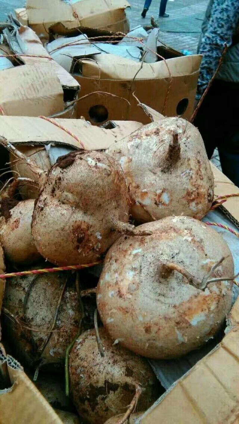 凉薯地瓜冬春季节各种蔬菜大量有货产地一手货源