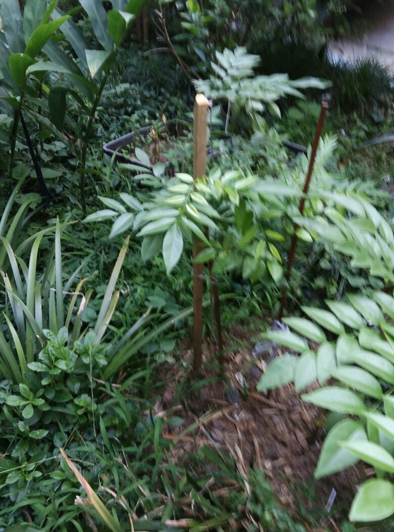 小叶桢楠1~1.5m